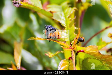 Primo piano di coccinelle sulla foglia di una pianta nei giardini di Minorca, Spagna Foto Stock