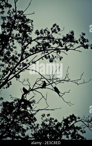 tre corvi su un albero Foto Stock