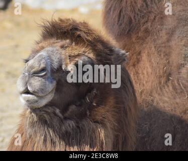 Un cammello Bactrio che si bacia al sole Foto Stock