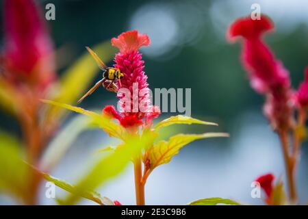 Foto di un nettare di scarafaggio che succhia l'ape che fiorisce molla Foto Stock