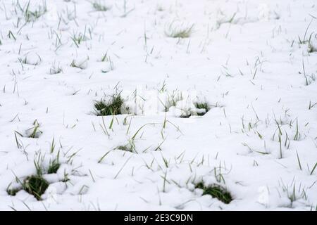 Erba verde fresca coperta di neve Foto Stock