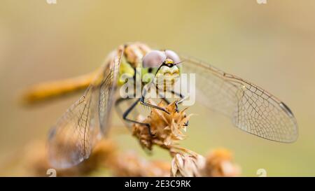 Dragonfly Insect su Plant Macro Portrait Foto Stock