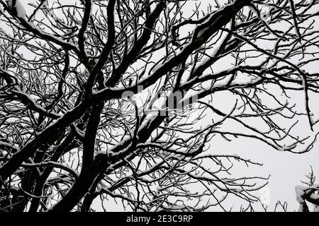 Neve, alberi, Kannenfeld Park, Basilea, Svizzera Foto Stock