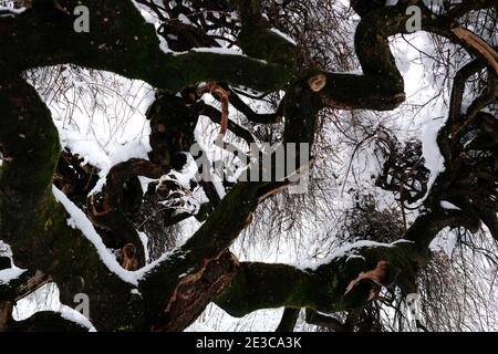 Neve, alberi, Kannenfeld Park, Basilea, Svizzera Foto Stock