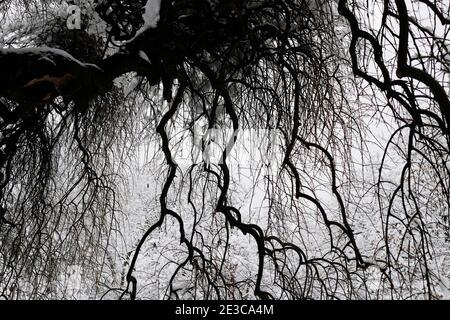 Neve, alberi, Kannenfeld Park, Basilea, Svizzera Foto Stock