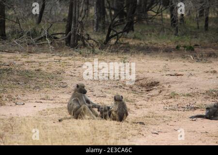 Fuoco selettivo dei baboons in un campo Foto Stock