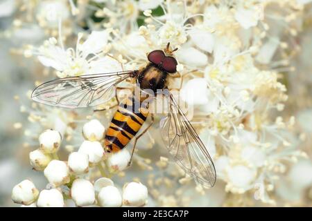 Vista dorsale di Episyrphus balteatus hoverfly. Tipperary, Irlanda Foto Stock