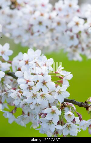 Prunus x Yedoensis 'Tsubame'. Ciliegia Yoshino. Albero di ciliegio giapponese. Fioritura con sfondo verde fuori fuoco Foto Stock