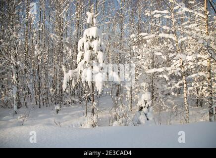 Alberi di Natale di diverse altezze nella neve circondata da una foresta invernale. Paesaggio invernale. Foto Stock