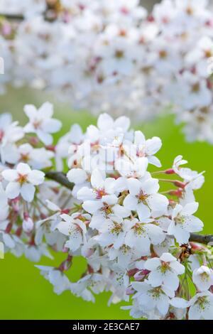Prunus x Yedoensis 'Tsubame'. Ciliegia Yoshino. Albero di ciliegio giapponese. Fioritura con sfondo verde fuori fuoco Foto Stock