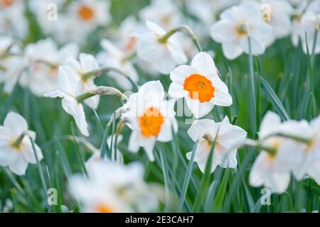 Petali bianchi luminosi e grandi coppe rossastre-arancioni di Daffodil "Professor Einstein". Narcissus "Professor Einstein". Foto Stock