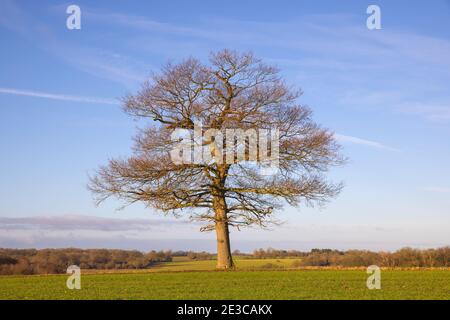 Quercia solitaria in un campo invernale in una fredda giornata di sole con un cielo blu. Molto Hadham, Hertfordshire, Regno Unito. Foto Stock