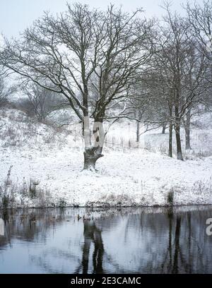 Inverno e neve nelle dune di Kijkduin, Paesi Bassi. Foto Stock