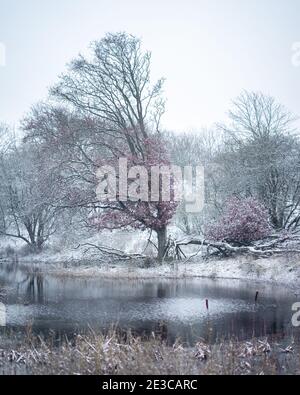 Inverno e neve nelle dune di Kijkduin, Paesi Bassi. Foto Stock