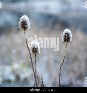 Inverno e neve nelle dune di Kijkduin, Paesi Bassi. Foto Stock