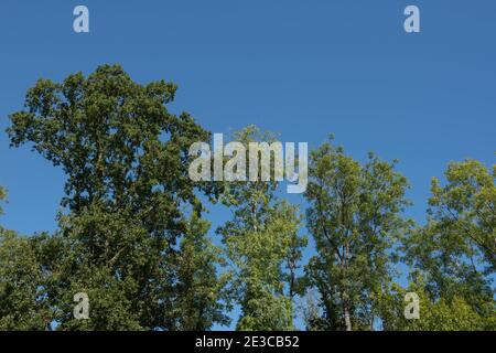 Paesaggio estivo della tettoia del bosco di cenere e alberi di quercia inglese con un cielo blu luminoso sfondo in una foresta in Devon, Inghilterra, Regno Unito Foto Stock