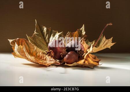 Ancora vita con foglie secche di sicomoro autunnali e melograni asciutti primo piano sotto il sole Foto Stock