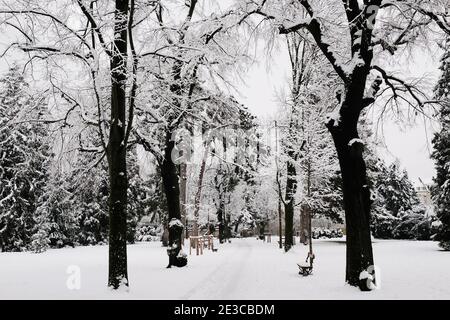 Neve, alberi, Kannenfeld Park, Basilea, Svizzera Foto Stock