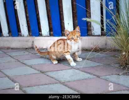 Gattino di zenzero con petto bianco su sfondo di legno blu. Giovane gatto rosso senzatetto sulla strada Foto Stock