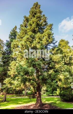 Sollitaire cedro giapponese, Cryptomeria japonica lobbi, in un giardino Foto Stock