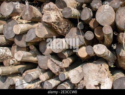 cumulo di tronchi impilato ordinatamente pronto per il legname da tronchi industria del legno Foto Stock