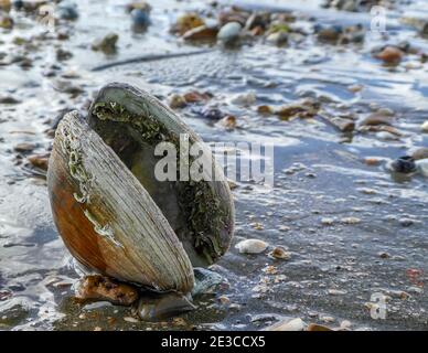 una conchiglia sulla costa Foto Stock