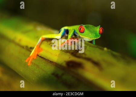 Rana dagli occhi rossi (Agalychnis callidyas) su piantine di banana che sale verso l'alto, parco nazionale di Tortuguero, Costa Rica. Foto Stock