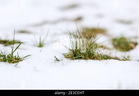 Lipsia, Germania. 18 gennaio 2021. Ciuffi di erba sbirciano da sotto la neve che si scioglie in un giardino. All'inizio della nuova settimana, in Sassonia si è insediato uno scongelamento. Mentre le regioni più alte sono state inizialmente risparmiate, nei prossimi giorni più gradi inoltre lasceranno che la copertura della neve si scioglierà significativamente là, secondo un meteorologo dal Servizio meteorologico tedesco a Lipsia. Credit: Jan Woitas/dpa-Zentralbild/ZB/dpa/Alamy Live News Foto Stock