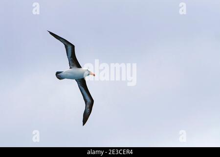 Campbell Albatross o mollymawk, Thalassarche melanophris impavida, di fronte a un'onda dell'Oceano Meridionale. Ancora un altro albatross sulla conservazione del mondo Foto Stock