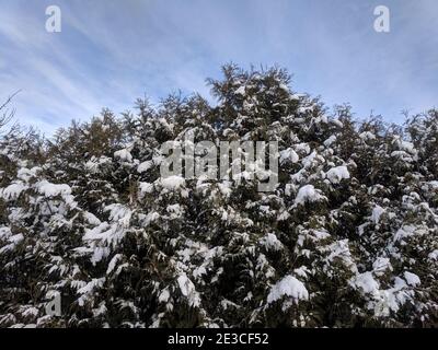 Alberi di conifere ricoperti di neve dal basso sullo sfondo del cielo blu in una fredda giornata invernale a Kaunas, Lituania Foto Stock