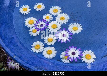 Piccole margherite in un alimentatore di uccelli blu riempito d'acqua Foto Stock