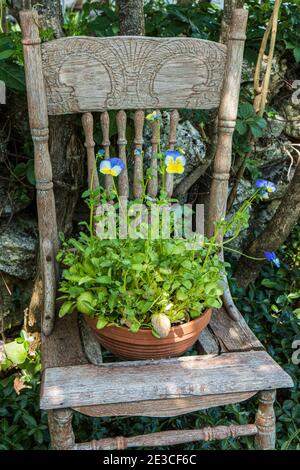 Fiori in vaso seduti su una vecchia sedia in un giardino Foto Stock