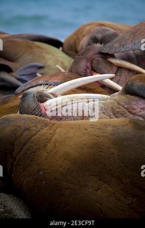 Tricheco, Odobenus rosmarus a Poole-Pynten, Prins Karls Forlí e isola, Svalbard. Foto Stock