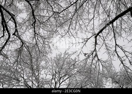 Neve, alberi, Kannenfeld Park, Basilea, Svizzera Foto Stock