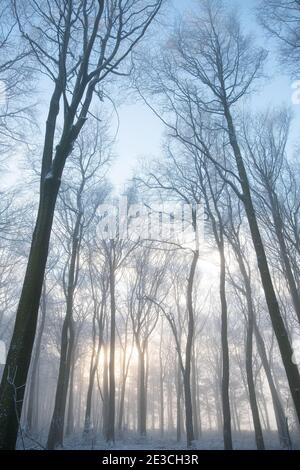 Alberi ghiacciati nella campagna britannica Foto Stock