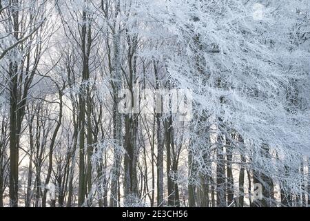 Alberi ghiacciati nella campagna britannica Foto Stock