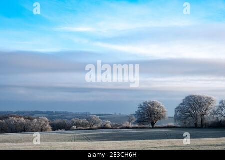 Alberi ghiacciati nella campagna britannica Foto Stock