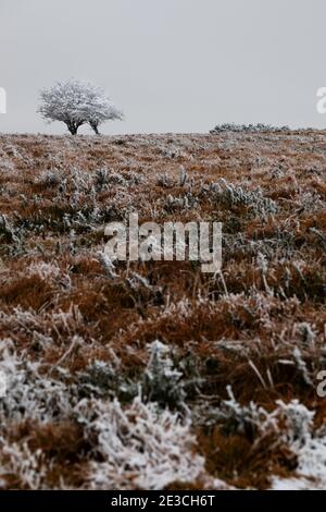 Alberi ghiacciati nella campagna britannica Foto Stock