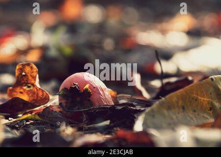 Un solo frutto di persimmon tra le foglie del pavimento della foresta durante un pomeriggio di ottobre. Preso vicino a Clearspring, IN. Foto Stock