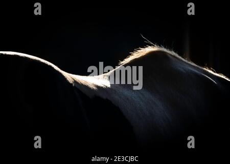 Luce del sole sulla parte posteriore di un cavallo bianco e nero presto una mattina. La razza è Gypsy Vanner. Foto Stock