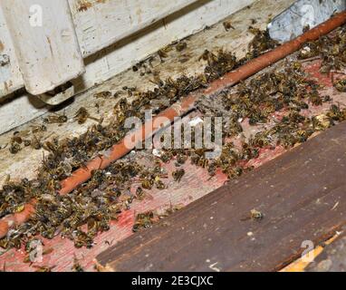 Un certo numero di vespe morte giacciono sul tavolo vicino la finestra nell'apiario Foto Stock