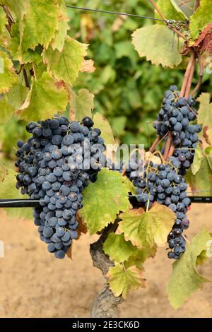 Italia, Sardegna, Tertenia: Uve mature nei vigneti Foto Stock