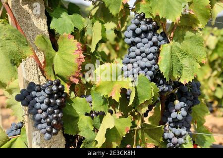 Italia, Sardegna, Tertenia: Uve mature nei vigneti Foto Stock