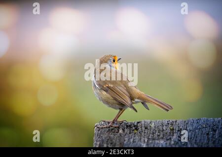 Primo piano di un Robin appollaiato su un palo di legno Foto Stock