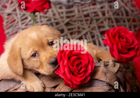 il cucciolo di labrador biondo guarda innamorato alla macchina fotografica e ha una rosa rossa in bocca. Tema di San Valentino. Si trova in un cestino decorativo. Spazio di copia, spazio per Foto Stock