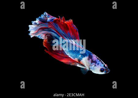 Close up arte movimento di Betta pesce o Siamese fighting fish isolati su sfondo nero Foto Stock