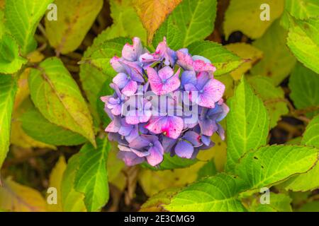 Fiore rosa viola Hydrangea fiore Hydrangea macrophylla. Fiori estivi in giardino. Macchia colorata di hortensia. Primo piano di Hortensia flower. Foto Stock