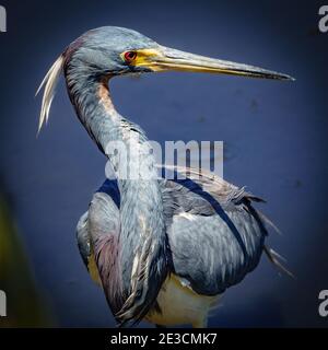 Primo piano di airone tricolore in Florida Foto Stock