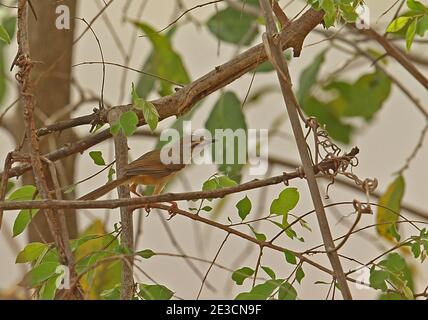 Prinia (Prinia subflava melanorhyncha) adulta appollaiata su Twig Mole NP, Ghana Febbraio Foto Stock