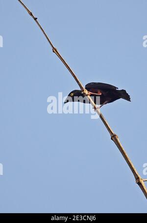 Vieillot's Black Weaver (Ploceus nigerrimus castaneofuscus) maschio adulto arroccato su stelo Stingless-Bee Road, Ghana Febbraio Foto Stock